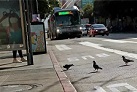 This type of San Francisco parking citation has quadrupled since last year