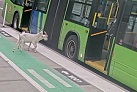 TriMet bus riders got a big surprise when these two furry commuters climbed aboard